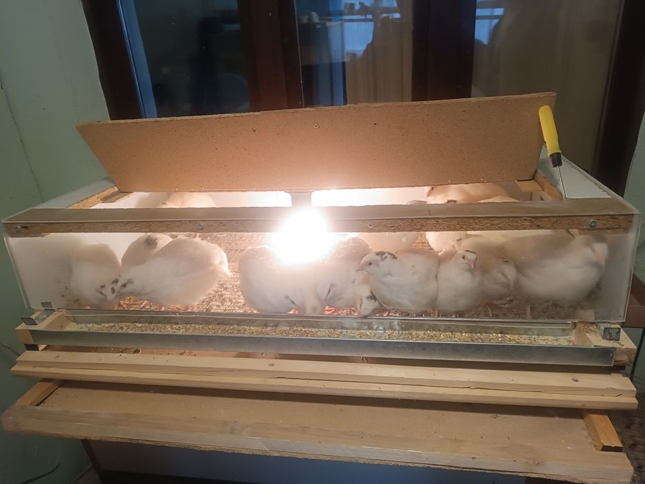 Продам и изготовим клетки и брудера