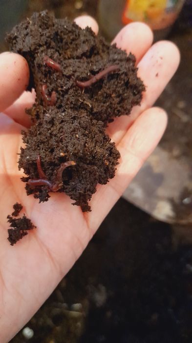 Калифорниялық қызыл құрты.