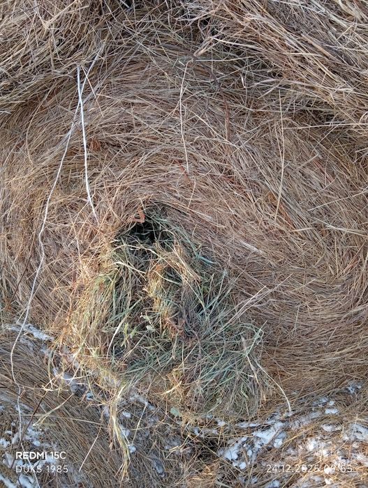 Продам сена в рулоны 250-350 кг