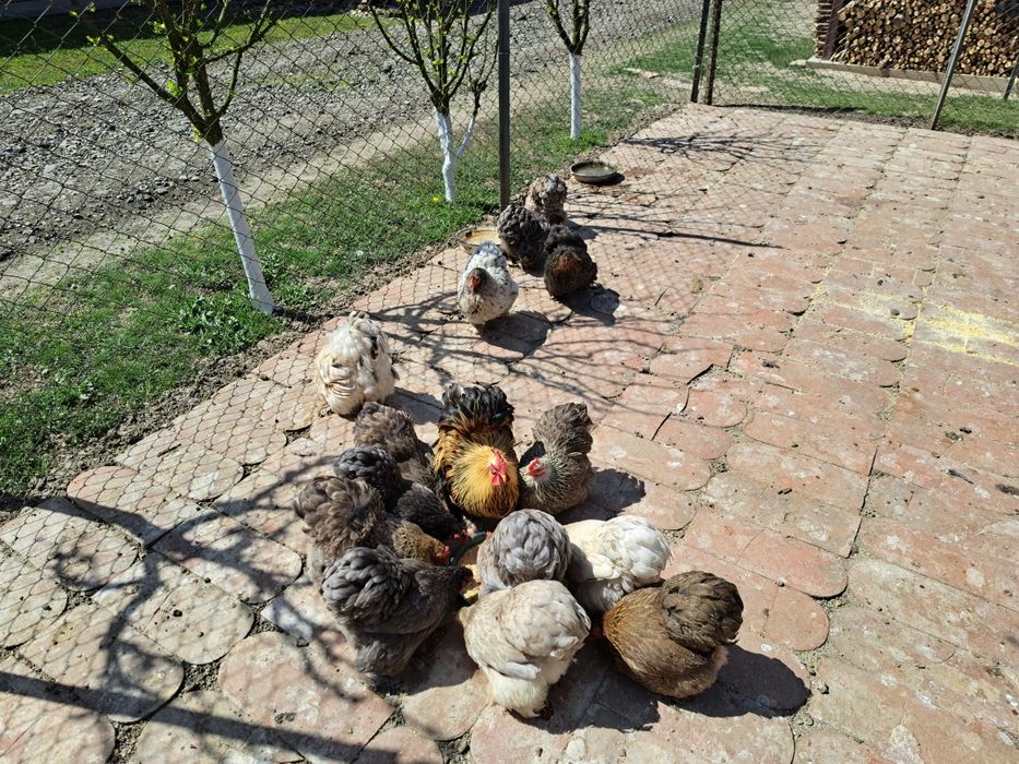 Cochinchina pitic