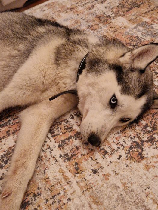 Хаски(потеряшка)