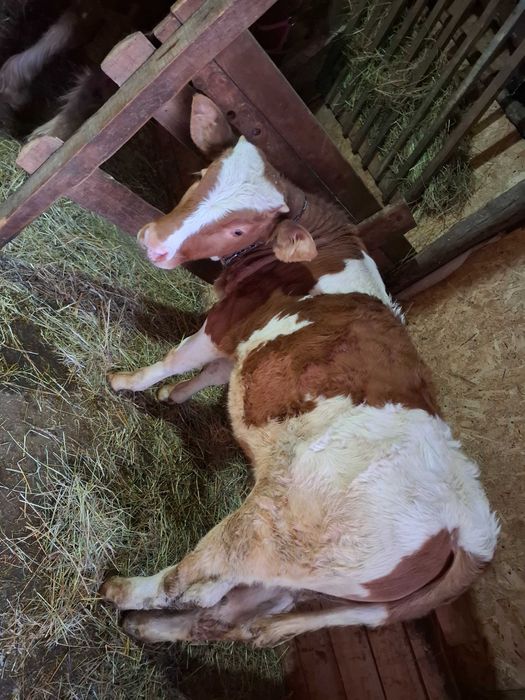 Vând vitel de 4 luni!