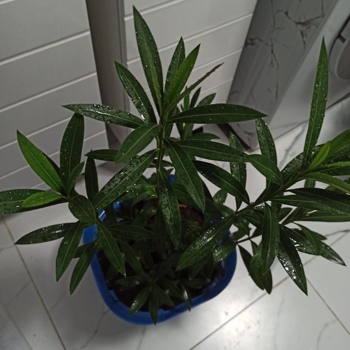 Цветы комнатные Женское счастье Фикус Герань