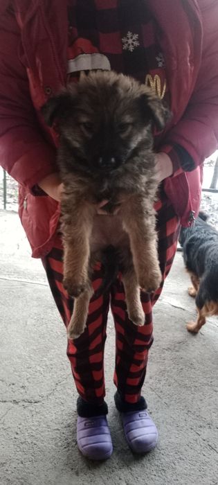 Отдам щенков в хорошие руки