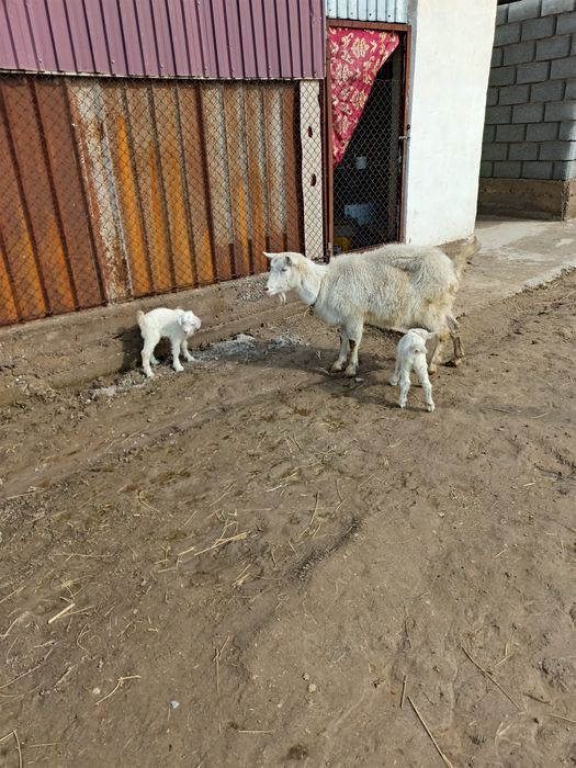 Сүтті ешкі лағымен