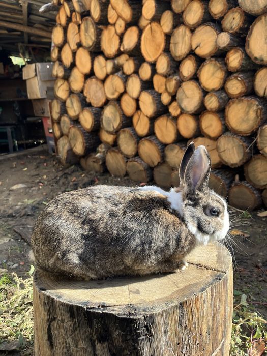 Iepure rex pitic mascul