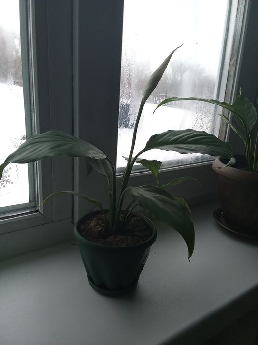 Продам женское счастье