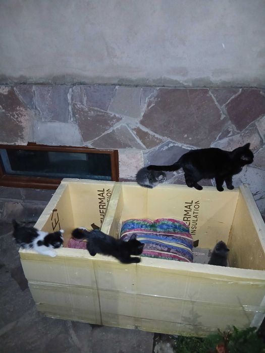Котята бесплатно