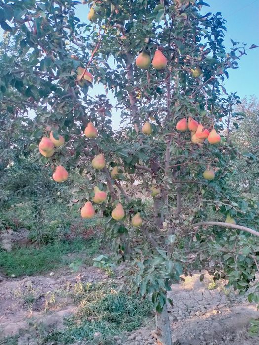 Уй Сатилади 2500кв 25сот .Шоват 19да Достлик Иштимоят Кадирят 113 уй