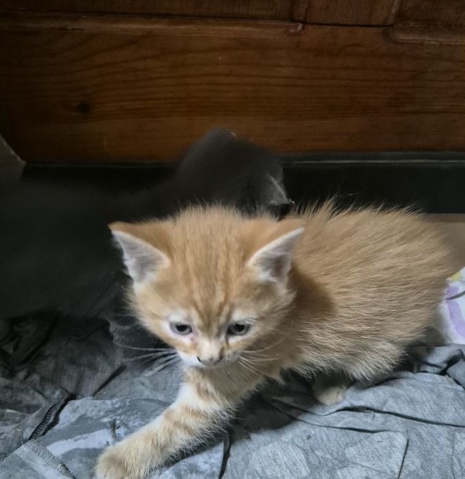 Сладкие котята в добрые руки