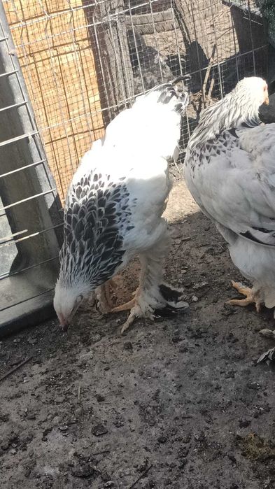 oua incubat ,pui brahma herminat,