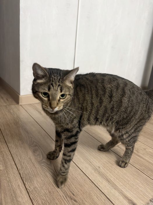 Отдам кота в добрые руки