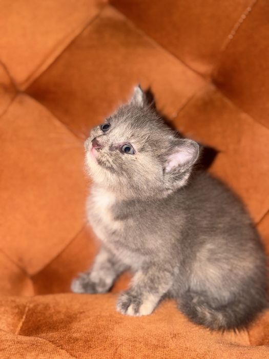 Отдам котёнка в добрые руки
