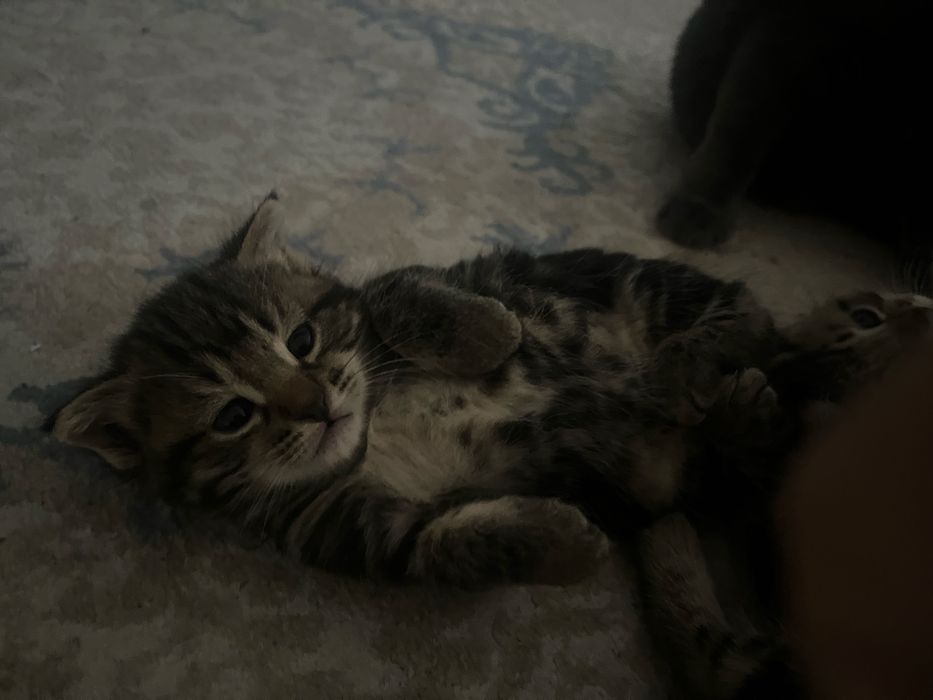Отдам котенков  в хорошие руки