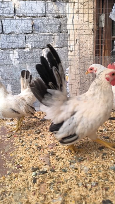 Samuray shabo sotiladi 1+2 manzil Toshkent shahri