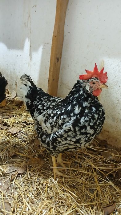 Vând gaini si cocosi de rasa