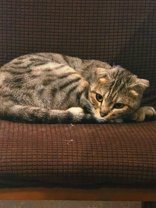 Ищем дом для кошки