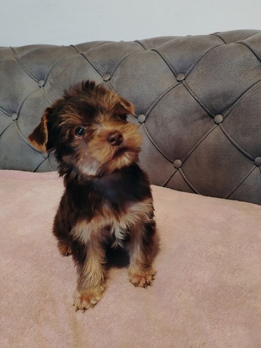 Йоркширски териер, мини, кафяв, шоколадов