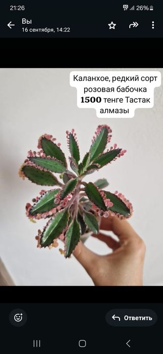 Каланхое редкий сорт розовая бабочка 1500