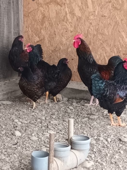 Cocosi Barnevelder