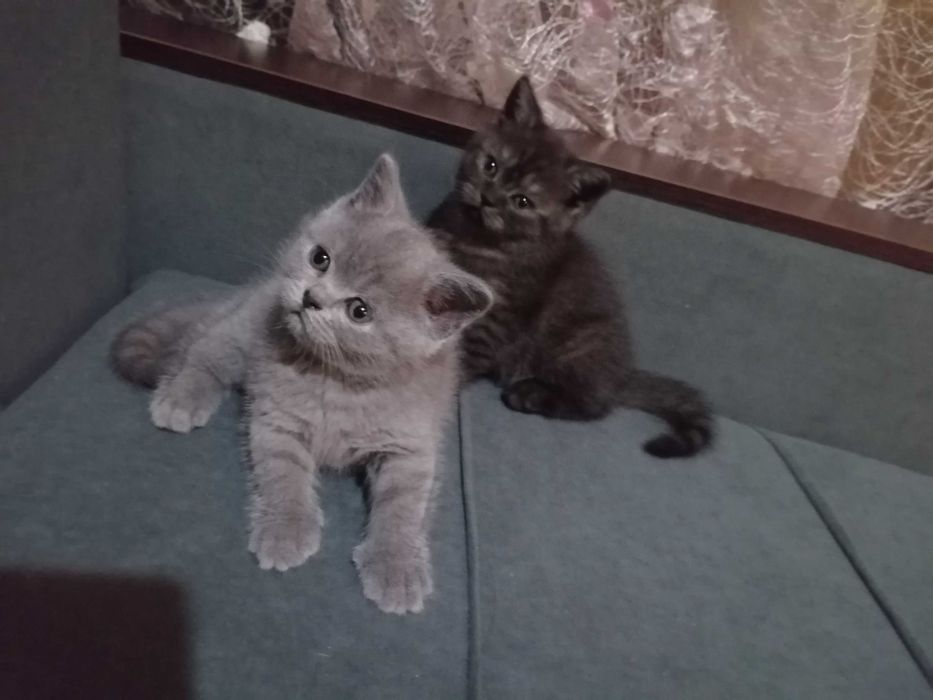 Красотки британки