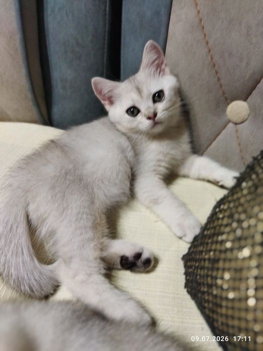 Продаются шотландские чистокровные котята