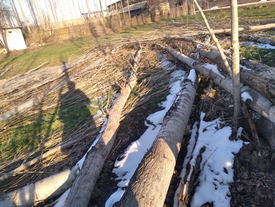 Terak sotiladi pilaramlik xuddi siz xoxlaganday uzun yirik.