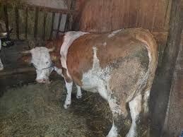 Schimb vacă românească