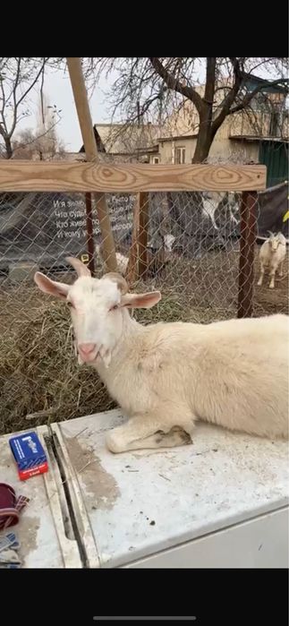 Зааненская дойная коза