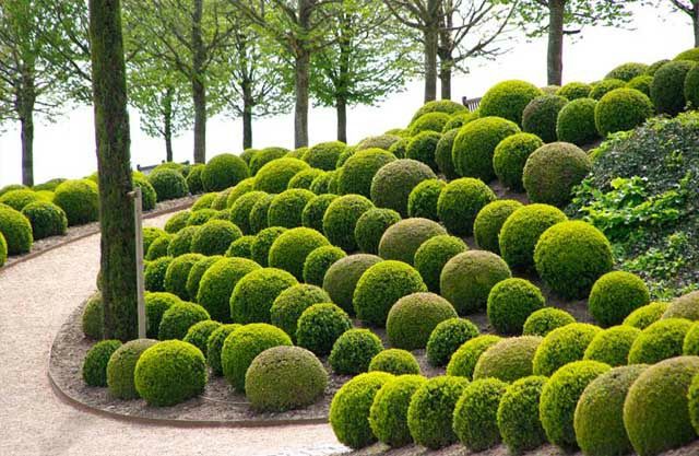 Топиарная искусство. Самшитларни ва хар хил арчаларни стрижка киламиз