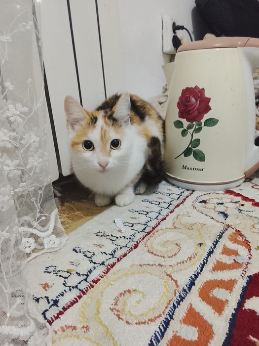 котёнок в добрые руки