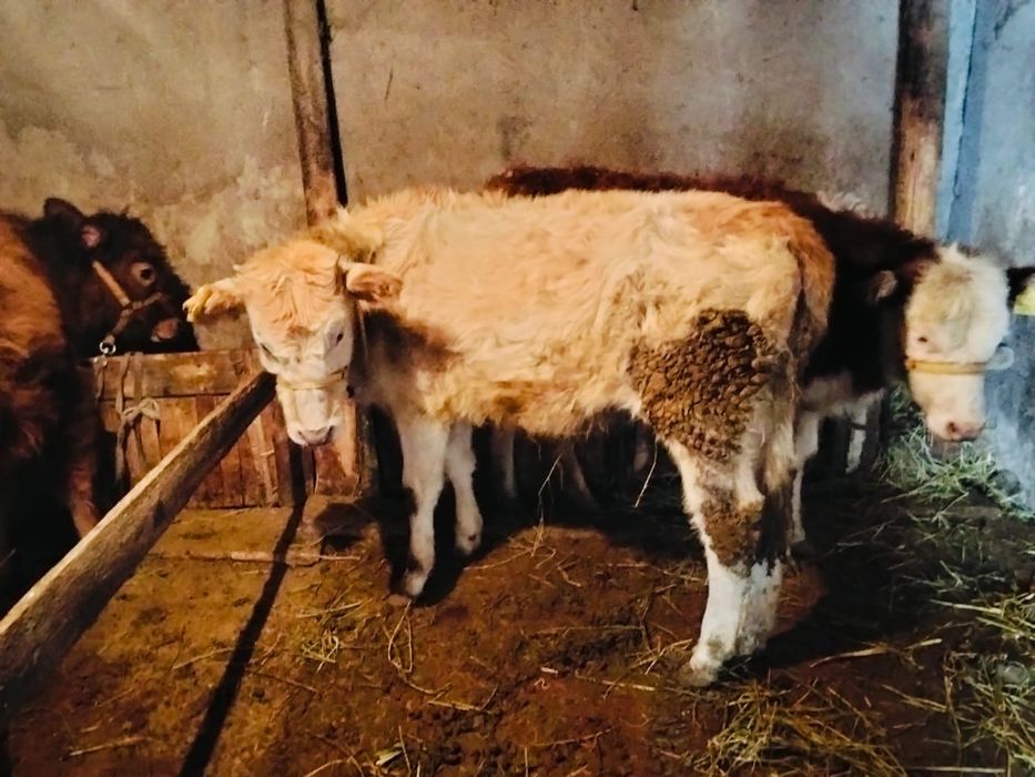 Телята тёлки продам