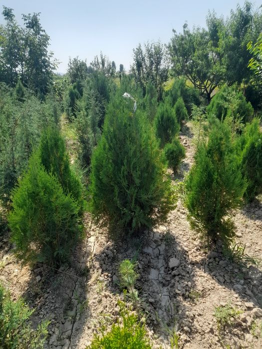 Карагаш Қарағаш Вяз