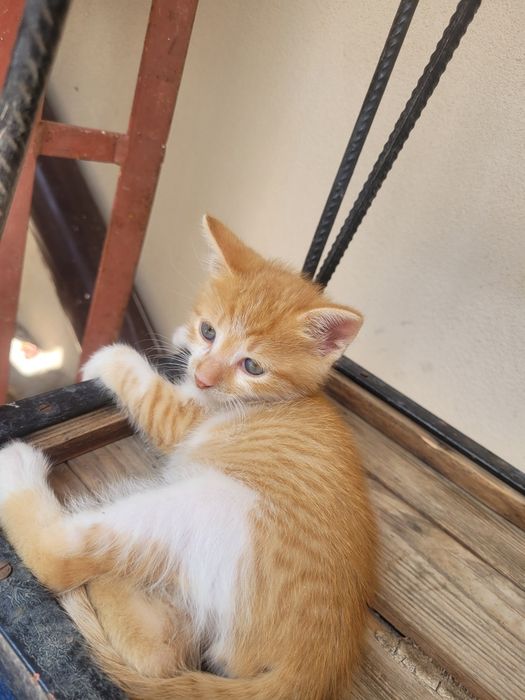Подарявам малко котенце