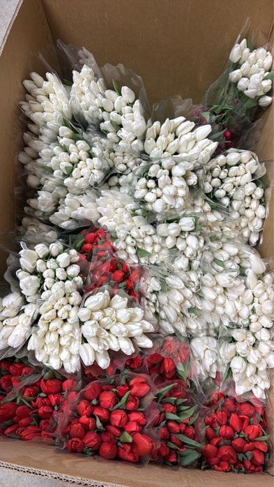 Тюльпаны Астана по выгодным ценам