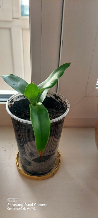 Продам  золотого ус растение