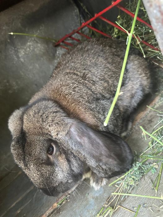 Vand iepuri de rasa mare peste 3 luni