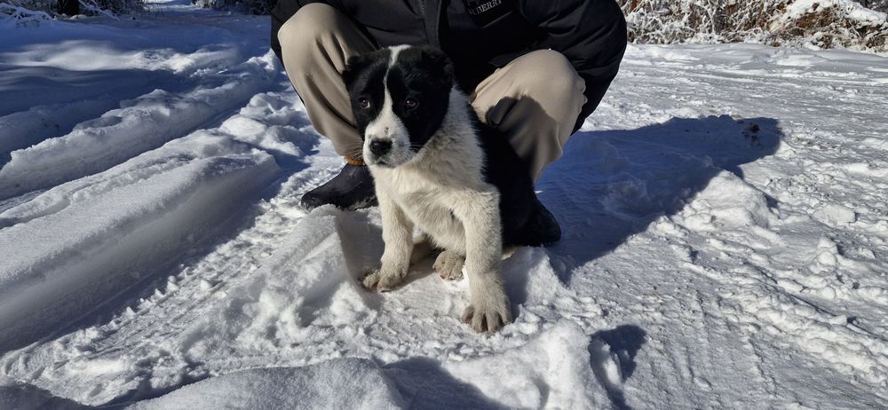 Продам супер алабайчика