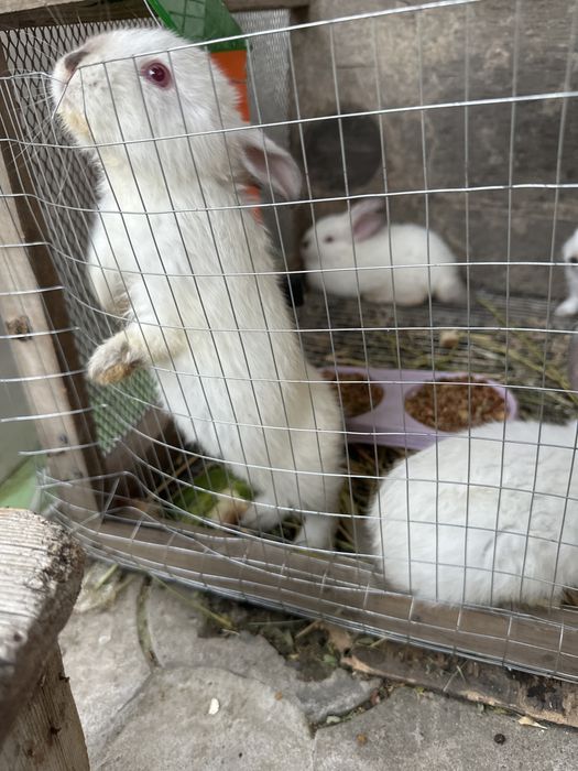 Quyon bolari zoti kaliforniya kasali yo