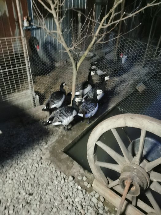 Gâște călugăr.. Schimb