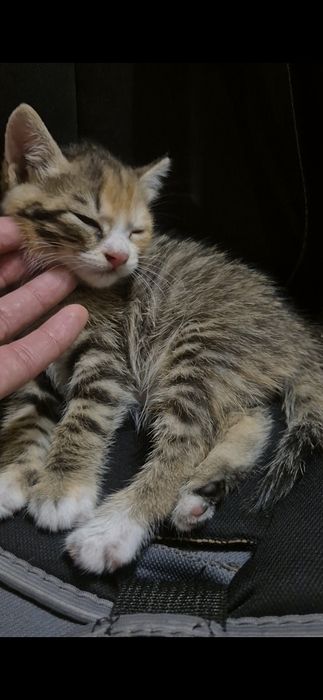 В добрые руки котенок
