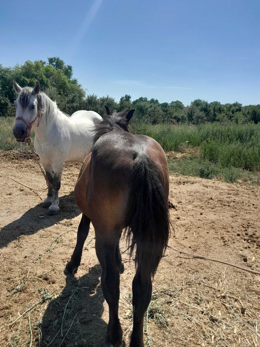 De vanzare mânz de 8 luni