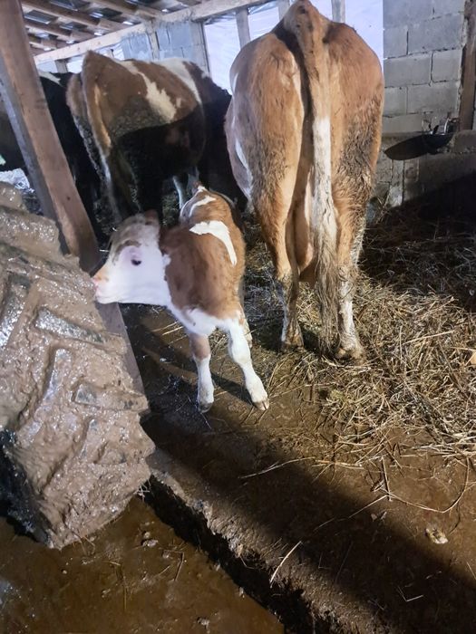 Vand vaca baltata varsta 6 ani cu vitica