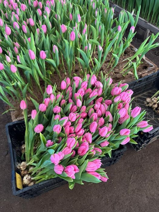Тюльпаны оптом!!!