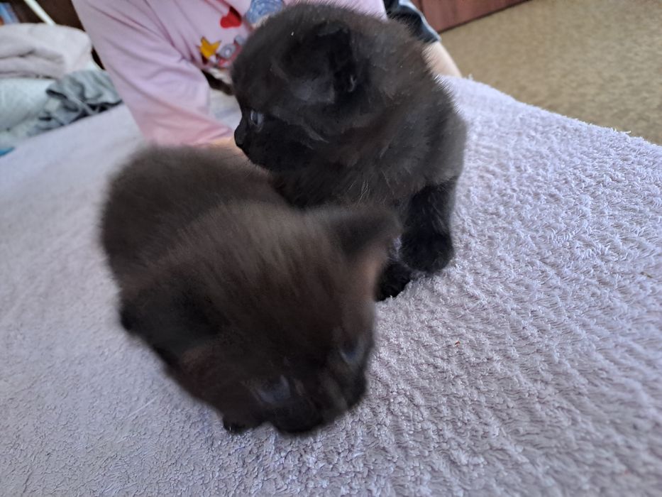 Отдам котят полукровки