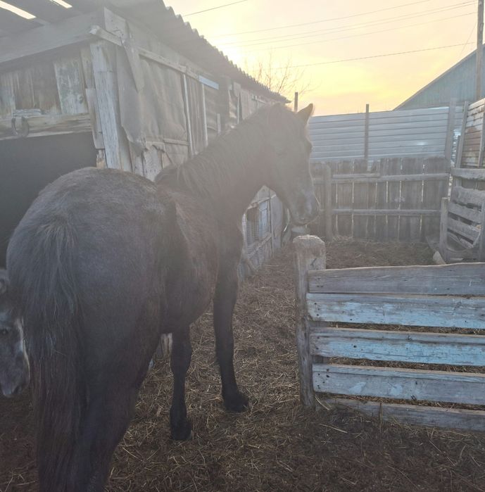 Черный Жеребец 2 года