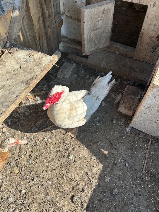 Индаутка семенные