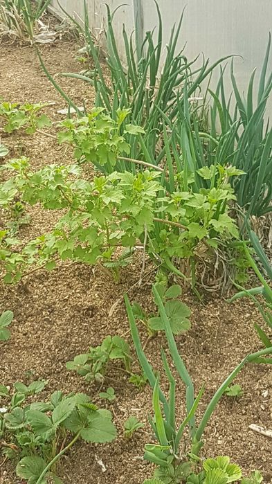 Продам саженец чёрной ссмородины
