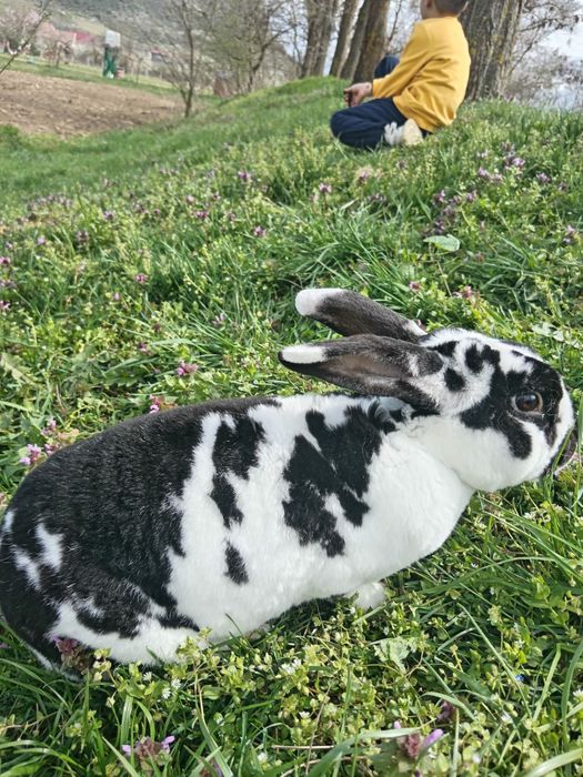 Iepuri maturi si pui deparazitati si vaccinati