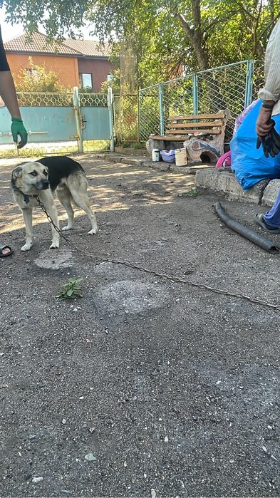 Отдам собачку в добрые руки